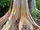 ★ ★ ★ Regenbogen Eukalyptus 30 Samen ★ ★ ★ - Eucalyptus deglupta -