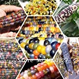 Regenbogen-Mais-Saatgut, Gemüse Samen, Getreide und sonstige gute Qualität Maissaatgut, 10 Partikel / bag