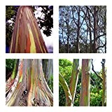 Regenbogenbaum - Eucalyptus deglupta (Bonsai geeignet)- 100 Samen - Rarität !!!