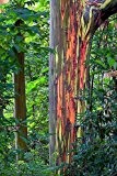 Regenbogenbaum - Eucalyptus deglupta (Bonsai geeignet) - 20 Samen