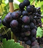 Regent Weinrebe, Obststrauch Busch, Vitis vinifera, Weinrebe winterhart, Tafeltraube blau, im Topf, 60 - 100 cm