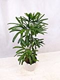 Rhapis excelsa - Steckenpalme - 120 cm // Zimmerpflanze, Zimmerpalme auch für dunklere Ecken