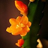 Rhipsalis monacantha - Steckling - 10 cm