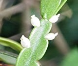 Rhipsalis rosea seeds