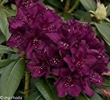 Rhododendron, 2 Liter blau/violett, 1 Pflanze