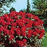 Rhododendron, 2 Liter rot/rosa, 1 Pflanze