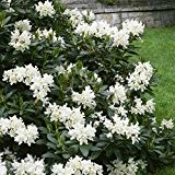 Rhododendron, 2 Liter weiß/cremeweiß, 1 Pflanze
