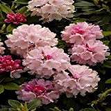 Rhododendron Dreamland - 1 strauch