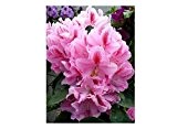 Rhododendron Furnivall's Daughter INKARHO ® 30 - 40 cm hoch im 5 Liter Pflanzcontainer