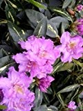 Rhododendron Goldflimmer INKARHO ® 30 - 40 cm hoch im 5 Liter Pflanzcontainer