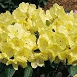 Rhododendron 'Goldinetta®'