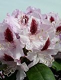 Rhododendron Hybride Humboldt 50 cm hoch im 4 Liter Pflanzcontainer