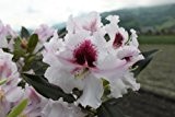 Rhododendron Hybride 'Sapporo'® INKARHO - Im 4 lt. Topf, Höhe ca. 25-30cm