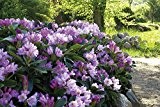 Rhododendron `INKARHO® - Dufthecke´ lila Größe Ballenware, 100-120 cm Pflanzenhöhe