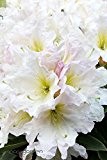 Rhododendron `INKARHO® - Weiße Dufthecke´ Größe 5-L-Topf, 30-40 cm Pflanzenhöhe
