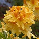 Rhododendron luteum Golden Flare Ø 30-40 cm