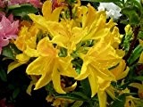 Rhododendron luteum 'Goldtopas'