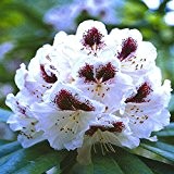 Rhododendron Sappho - 1 strauch