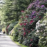 Rhododendron-Set, 2 Liter, je 1 Pflanze rot/rosa, violett/blau, creme/weiß blühend