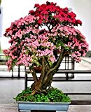 Rhododendron Topf Samen 50pcs Rot Rosa Blumen-Bonsais-Samen für den Indoor Wohnzimmer Haus & Garten Topfpflanzen