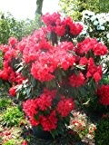 Rhododendron Wilgens Ruby 40 cm hoch im 4 Liter Pflanzcontainer