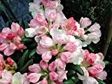 Rhododendron yakushimanum 'Koichiro Wada' - 'FCC'