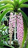 Rhynchostylis retusa - Orchideen - 100 Samen