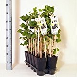 Ribes Nidigrolaria `Josta´ - Jochelbeere / Josta; Gesamthöhe: 60-80cm Topf: Ø 15 cm (1)