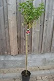 Ribes rubrum 'Rolan' - (Johannisbeere 'Rolan')- Containerware Stammhöhe: 80-90 cm