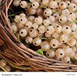 Ribes sativum 'Weiße Langtraubige' - (Weiße Johannisbeere 'Weiße Langtraubige')- Containerware 40-60 cm