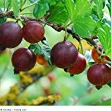 Ribes uva-crispa 'Redeva' - (Stachelbeere 'Redeva')- Containerware 40-60 cm