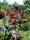 Ricinus Wunderbaum (Palma Christi) 30 Samen ***4-6 Meter im ersten Jahr***