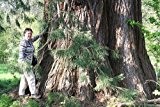 Riesen Berg-Mammutbaum Sequoiadendron giganteum 100 Samen