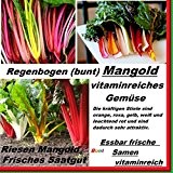 Riesen Big Regenbogen Mangold Samen Neu Sorte Pflanze Rarität essbar lecker #163