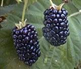 Riesen Brombeere 10 Seeds Größer süße Früchte (Blackberry Giant)