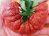 Riesen-Erdbeere - 10 Samen
