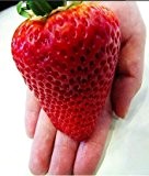 Riesen Erdbeere -Doppel-Packung- (Gigantisch Große Erdbeeren , die größten der Welt) 40 Samen