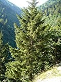 Riesen Fichte - Kaukasus-Fichte -Picea orientalis- 50 Samen