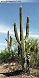 Riesen Kaktus , Carnegiea gigantea Saguaro 15 Samen **Fruchtbildung**