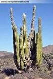 Riesen Kaktus , Mexican Giant Cactus 15 Samen ***Der größte Kaktus der Welt***