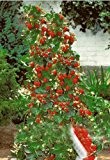 Riesen Kletter-Erdbeere - Strawberry Giant Red Climbing - 30 Samen