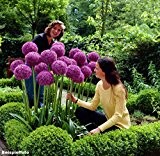 RIESEN LAUCH (Allium giganteum) - 30 Samen / Pack - Zierlauch - Winterhart Riesenlauch