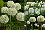 RIESEN LAUCH WEISS (Allium giganteum) - 30 Samen / Pack - Zierlauch - Winterhart - Riesenlauch