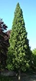 Riesen Lebensbaum - 100 Samen - Thuja plicata - Western Red Cedar
