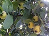Riesen-Quitte Vranja-Quittenbaum - birnenförmige Früchte 3 frische Samen *RAR*