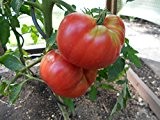 Riesen Tomate (Pfundtomate) 10 Samen -bis 500g schwere Tomaten