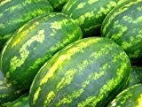 Riesen Wassermelone 10 Korn (Rar) Fruchtgewicht von 12 bis 16 kg - suess und fruchtig