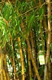 Riesenbambus Bambusa arundinacea essbare Sprossen 100 Samen