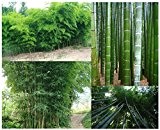 RIESENBAMBUS Samen - 60 (!) Stück - Moso Bambus - Winterhart wächst 8 bis 10 Meter in Rekordgeschwindigkeit