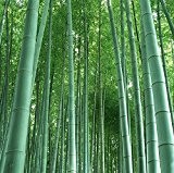 RIESENBAMBUS Samen - ca. 60 (!) Stück - Moso Bambus - Winterhart wächst 8 bis 10 Meter in Rekordgeschwindigkeit - ...